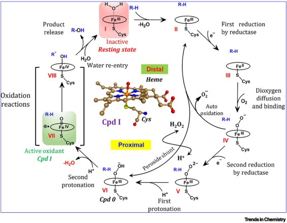 generic_catalytic_cycle_of_cyp450s_sason_shaik_credit_kshatresh_dutta_dubey