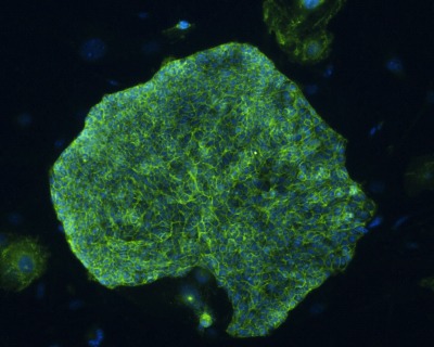 Artificial Embryonic Stem Cells