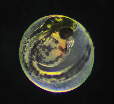 zebrafish_embryo2.jpg