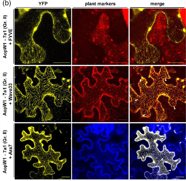 AopW1 co-localizes with plant