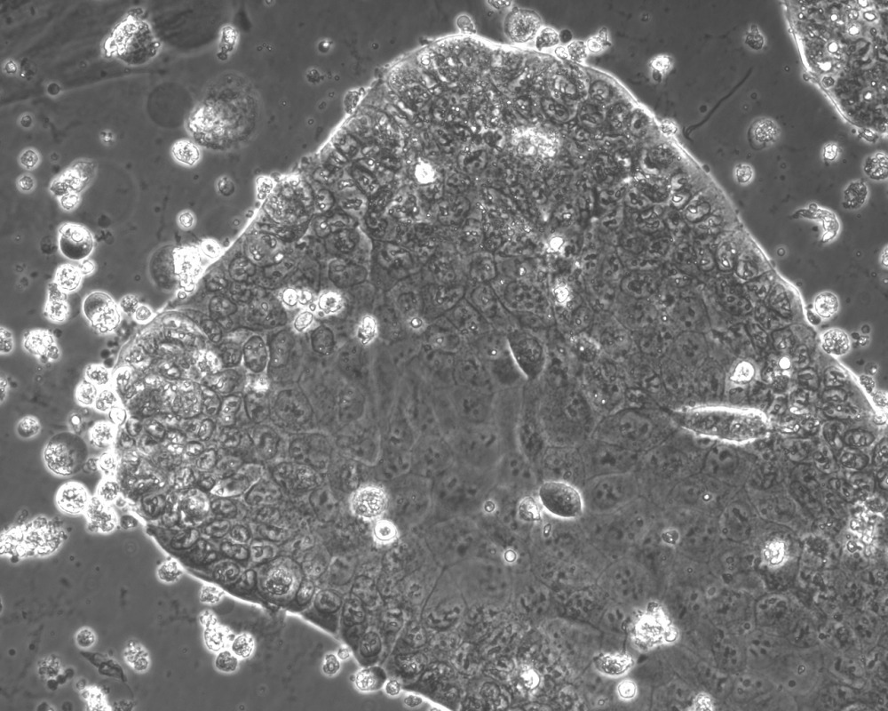 Artificial Placental Stem Cells