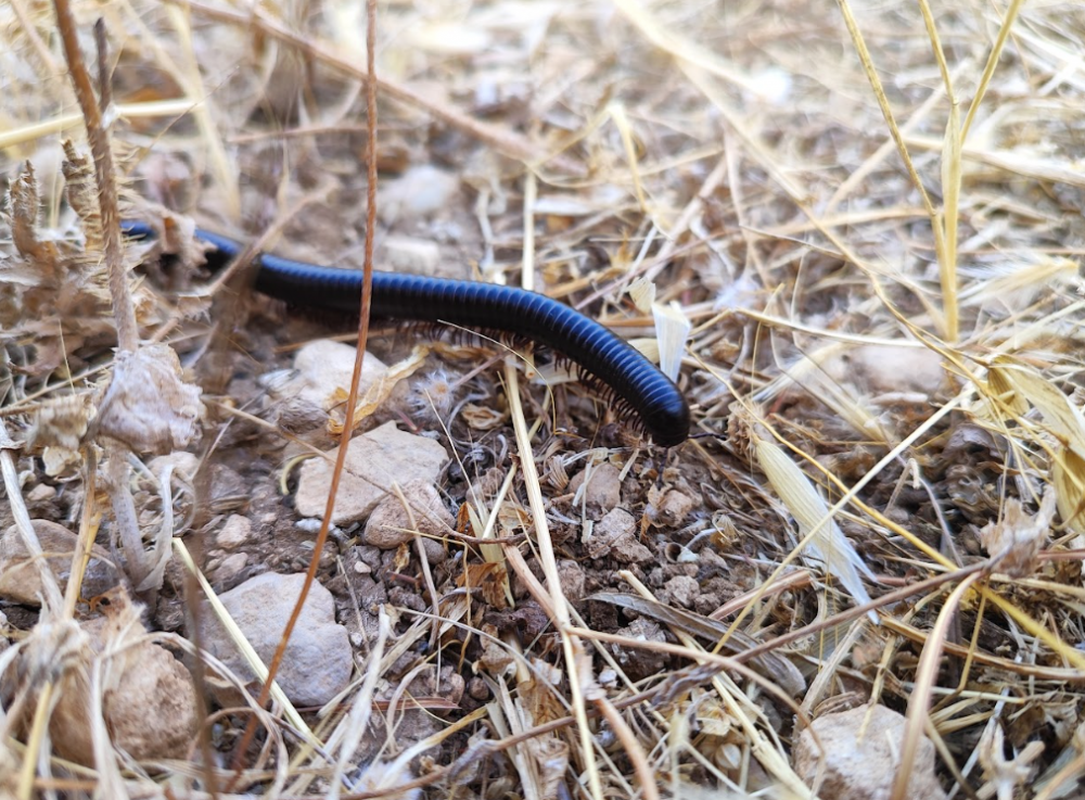 A millipede foraging for plant litter in a semiarid landscape