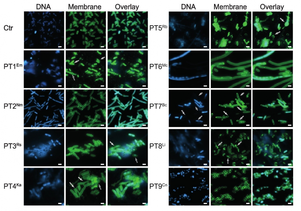 New Bacterial Toxins Discovered
