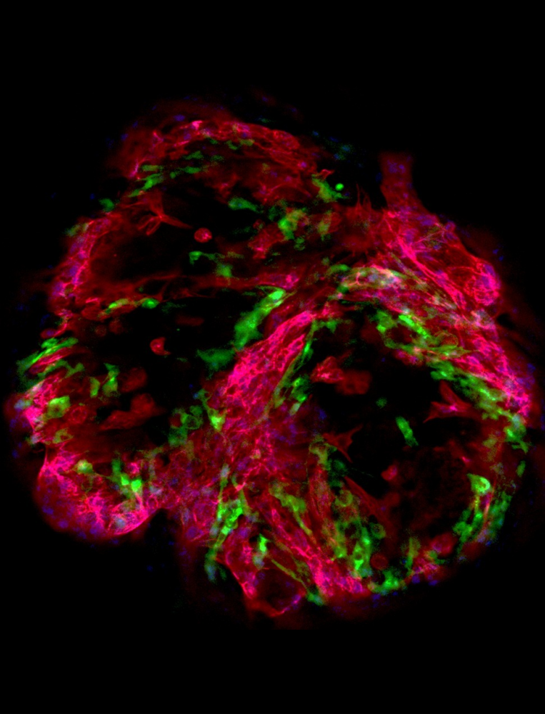 fluorescent_heart