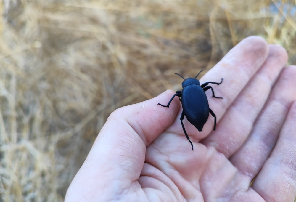 Beetles