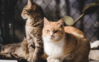 Hebrew University Veterinary School Concludes 12-Year Study of Street Cats, Reveals How to Successfully Control Population Numbers