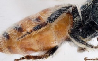 Israeli Researchers Discover New Bee Species