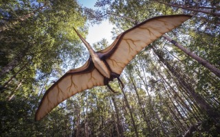 Were Dinosaurs Warm Blooded?