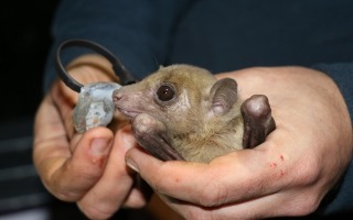 New Wildlife Tracking System Provides Evidence of Sophisticated Navigation Among Wild Fruit Bats, Hebrew University Research Finds