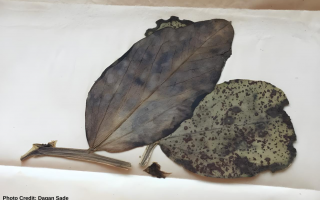 80-Year-OldFungi