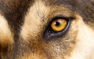 Fire Ant Connection Explored in New Study on Eye Disease in Pets