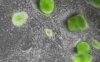 Artificial Embryo Cell Creation