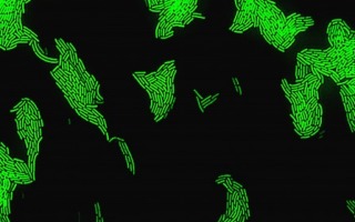 bacteria
