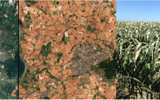 Left and middle image: Impact of extreme heatwave and drought in summer 2018 compared to summer 2017, on fields near Slagelse in Zealand, Denmark (Credit: European Space Agency).   Right image: Danish maize field in July 2018 (Credit: Janne Hansen).