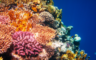 coralreefshutdown