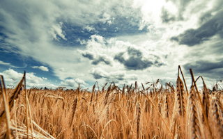 Food as Political Power in Putin's Russia Food as Political Power in Putin's Russia