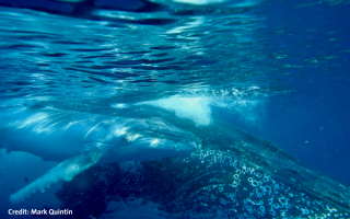 Whale song shows language-like statistical structure