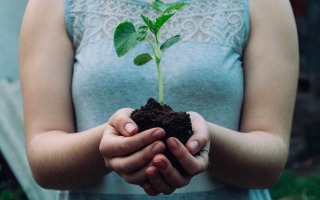 פרח צומח. nikola_jovanovic_unsplash