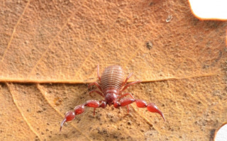 pseudoscorpion_from_israel_lasiochernes_turcicus_chernetidae.jpg