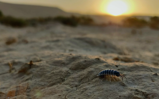 New Study Reveals Larger Insects' Critical Role in Decomposition in Arid Ecosystems
