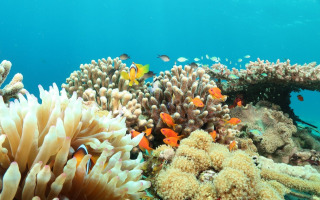 Coral Reef | Credit: Maoz Fine