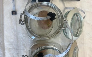Potato Biosensor