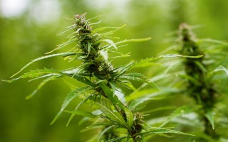 Hebrew University Engineers Enhanced Cannabis Strain with 20% more THC 