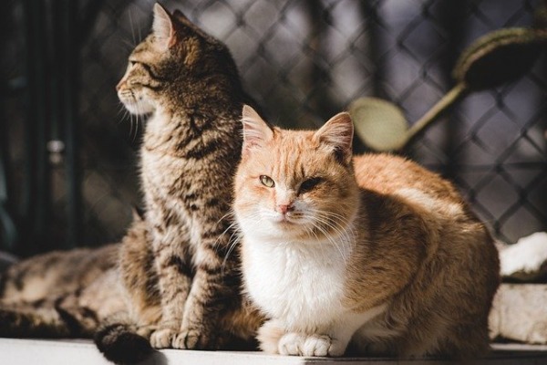 Hebrew University Veterinary School Concludes 12-Year Study of Street Cats, Reveals How to Successfully Control Population Numbers