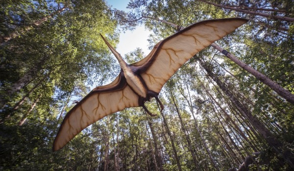 Were Dinosaurs Warm Blooded?