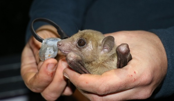 New Wildlife Tracking System Provides Evidence of Sophisticated Navigation Among Wild Fruit Bats, Hebrew University Research Finds