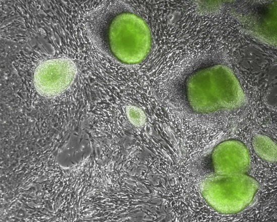 Artificial Embryo Cell Creation