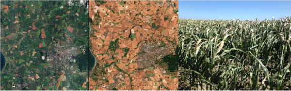 Left and middle image: Impact of extreme heatwave and drought in summer 2018 compared to summer 2017, on fields near Slagelse in Zealand, Denmark (Credit: European Space Agency).   Right image: Danish maize field in July 2018 (Credit: Janne Hansen).
