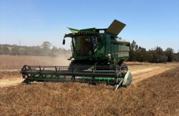 chickpeaittaiherrmann