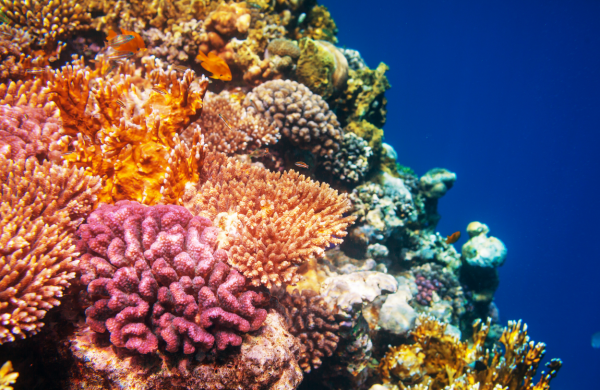 coralreefshutdown