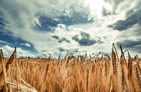 Food as Political Power in Putin's Russia