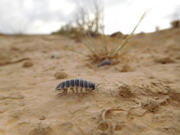 Unravelling Isopods' Culinary Secrets and Why It Matters for Ecosystems Isopods eat soil crust