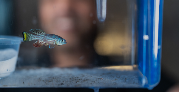 Germline Regulation and Sex Differences: How They Impact Lifespan in Vertebrates - Insights from a New Study khdshvt