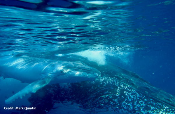 Whale song shows language-like statistical structure