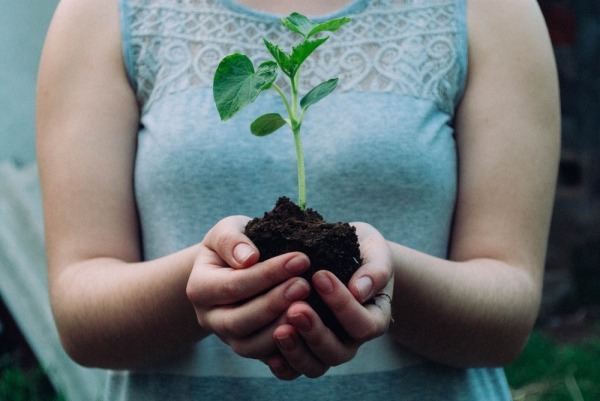 פרח צומח. nikola_jovanovic_unsplash