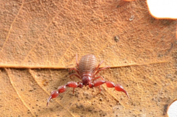 pseudoscorpion_from_israel_lasiochernes_turcicus_chernetidae.jpg