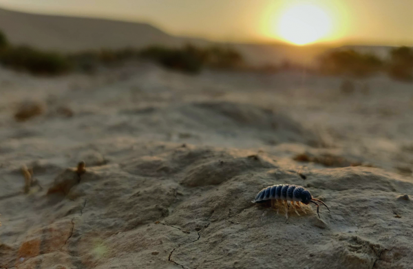 New Study Reveals Larger Insects' Critical Role in Decomposition in Arid Ecosystems