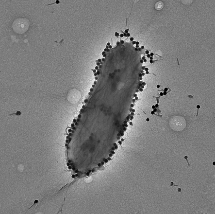 visualization_of_the_phage_pasa16_credit_ronen_hazan