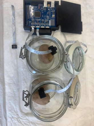 Potato Biosensor