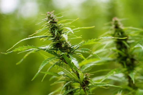 Hebrew University Engineers Enhanced Cannabis Strain with 20% more THC 